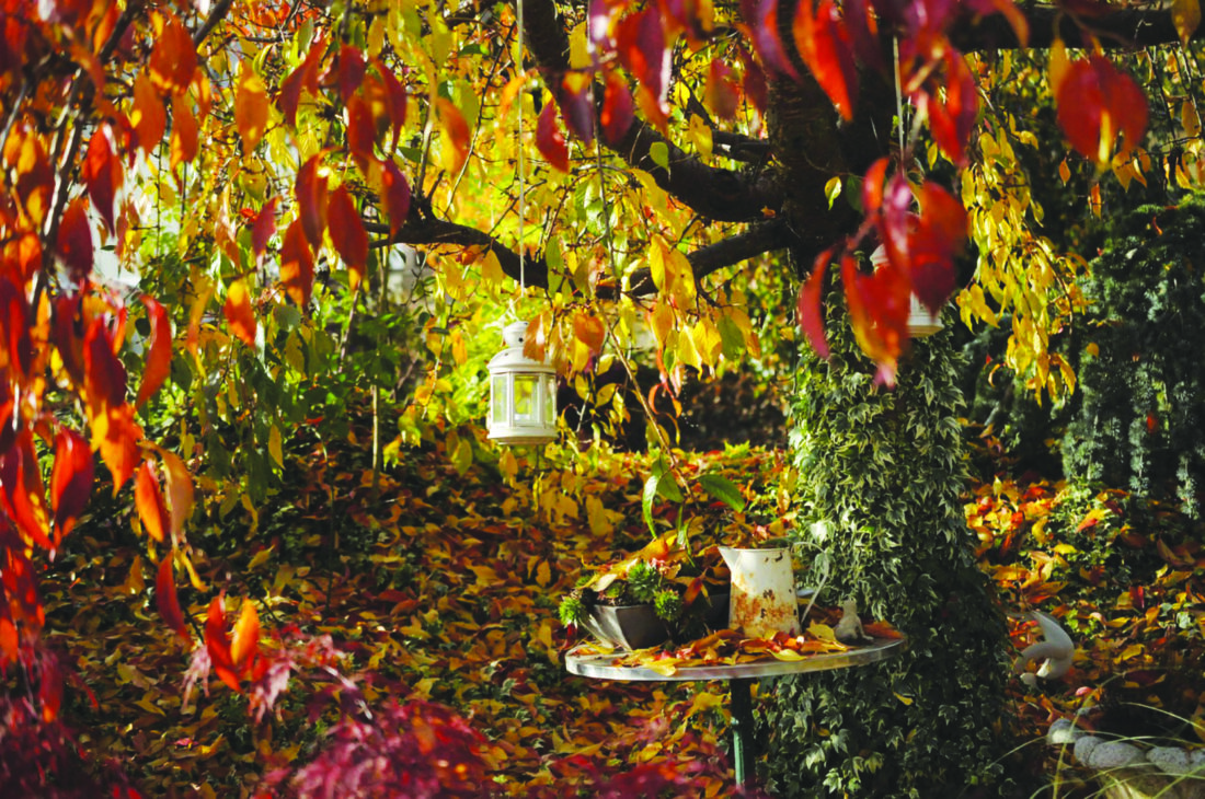 More gardening tips for the fall